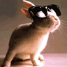Rabbit avatars