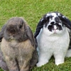 Rabbit avatars