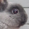 Rabbit avatars