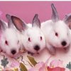 Rabbit avatars