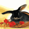 Rabbit avatars