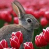 Rabbit avatars