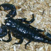 Scorpion avatars