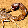 Scorpion avatars