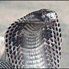 Snakes avatars