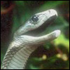 Snakes avatars