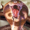 Snakes avatars