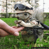 Squirrel avatars