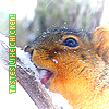 Squirrel avatars