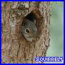 Squirrel avatars