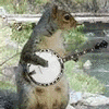 Squirrel avatars