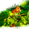 Squirrel avatars