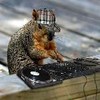 Squirrel avatars