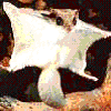 Squirrel avatars