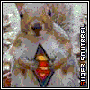 Squirrel avatars