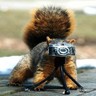 Squirrel avatars