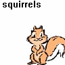 Squirrel avatars