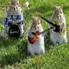 Squirrel avatars