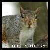 Squirrel avatars