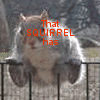 Squirrel avatars