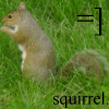 Squirrel avatars