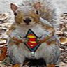 Squirrel avatars