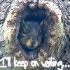 Squirrel avatars