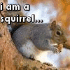Squirrel avatars