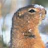 Squirrel avatars