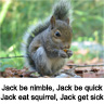 Squirrel avatars