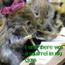 Squirrel avatars