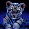 Tiger avatars