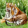 Tiger avatars