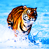 Tiger avatars