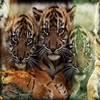 Tiger avatars