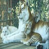 Tiger avatars