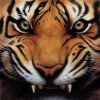 Tiger avatars