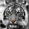 Tiger avatars