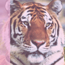 Tiger avatars