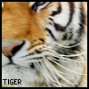 Tiger avatars