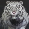 Tiger avatars