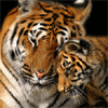 Tiger avatars