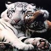 Tiger avatars