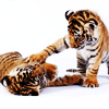 Tiger avatars