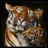 Tiger avatars