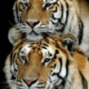 Tiger avatars