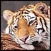 Tiger avatars