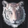 Tiger avatars