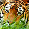 Tiger avatars