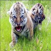 Tiger avatars